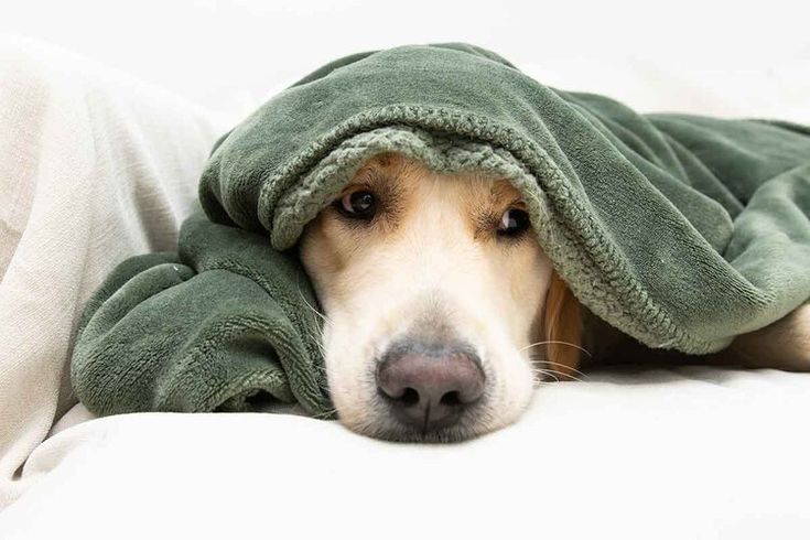 How Your Stress Might Be Affecting Your Dog-And What You Can Do About It