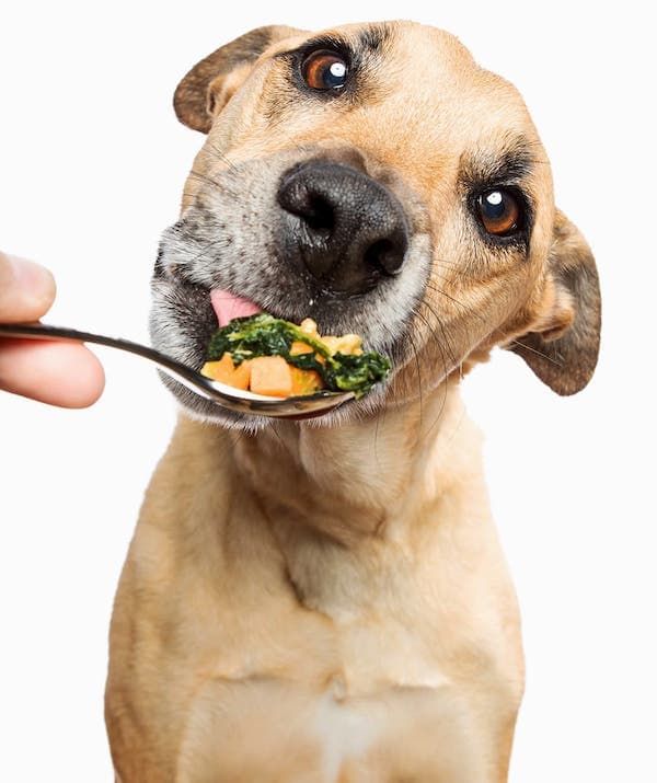 The Power of Balanced Nutrition: What Dogs Need (and Why Clean Ingredients Matter)