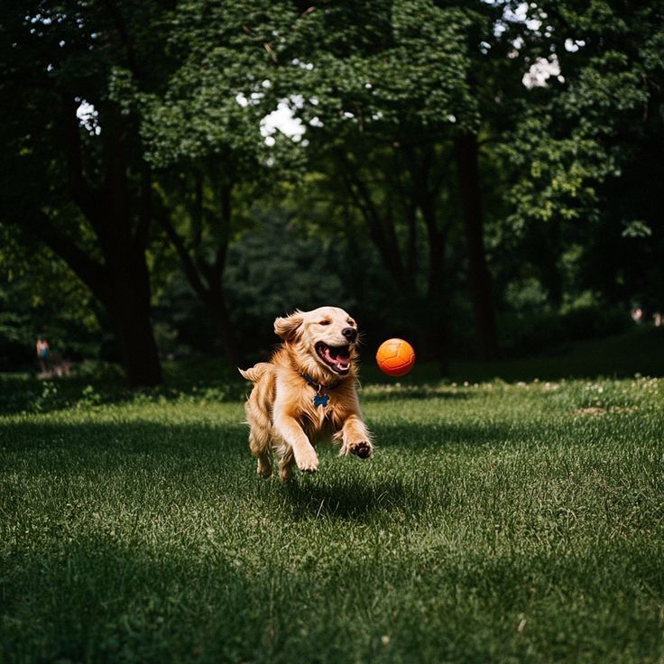 Joint Health in Dogs-Why It’s So Important & How to Support It Early